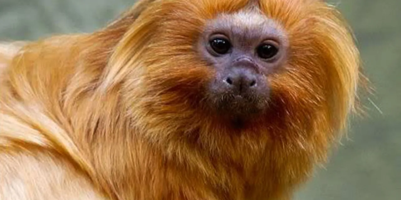 COP17 da Biodiversidade começa segunda-feira na Armênia