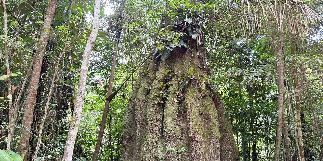 Congresso terá sete em cada dez parlamentares contra agenda ambiental