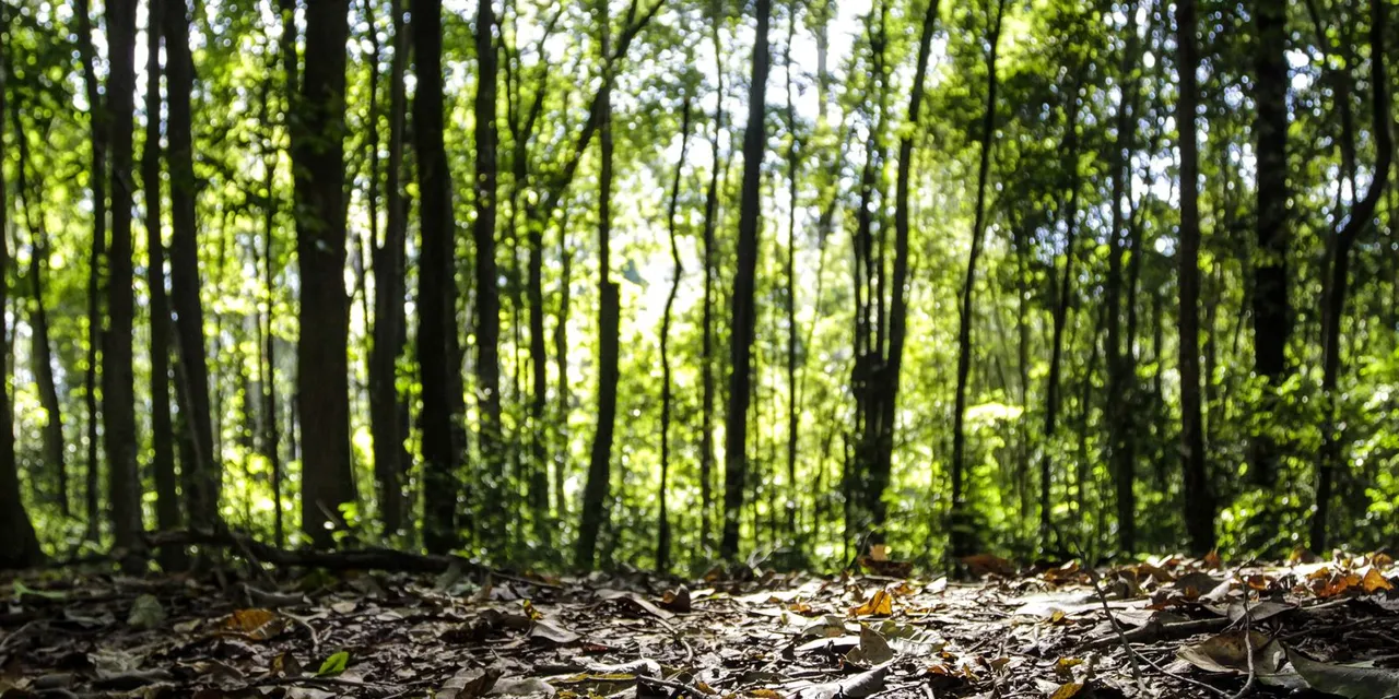 Produção florestal no país alcança recorde de R$ 47,9 bilhões em 2025